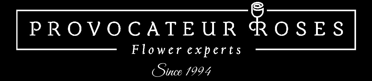 Provocateur Roses